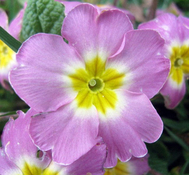 Mauve Primrose.jpg