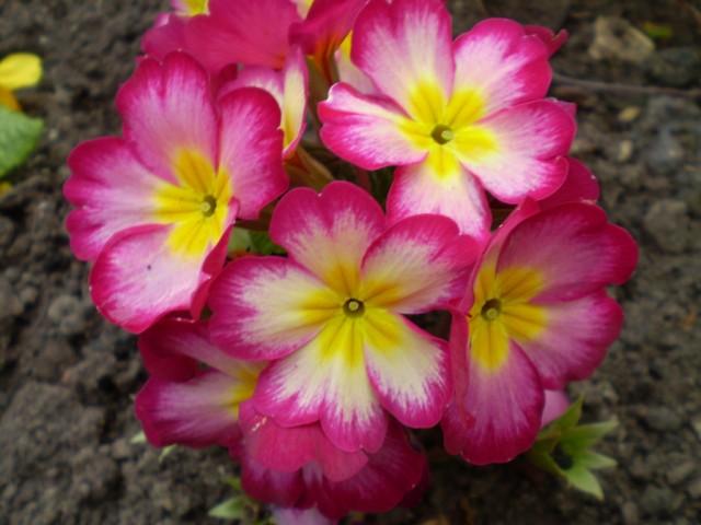 Primrose Pink.jpg