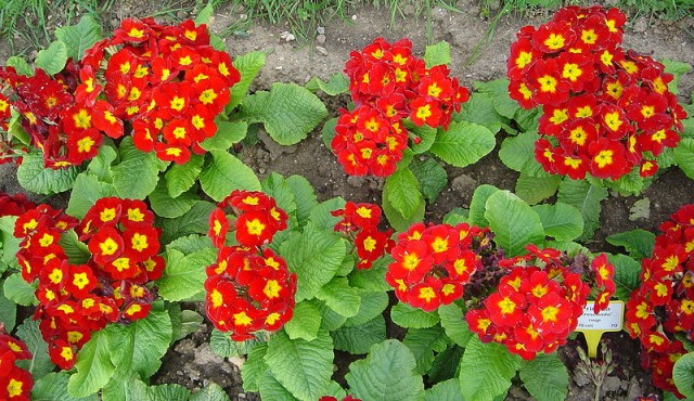 Primula eliator Crescendo rouge.jpg