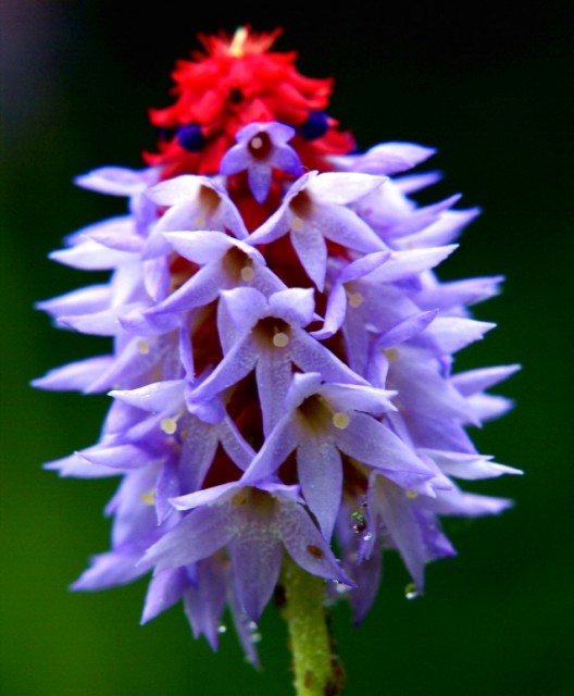 Primula vialii.jpg