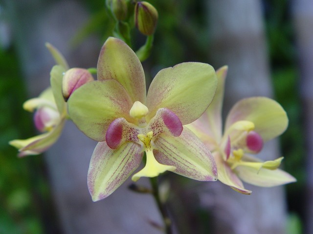 Spathoglottis2.jpg