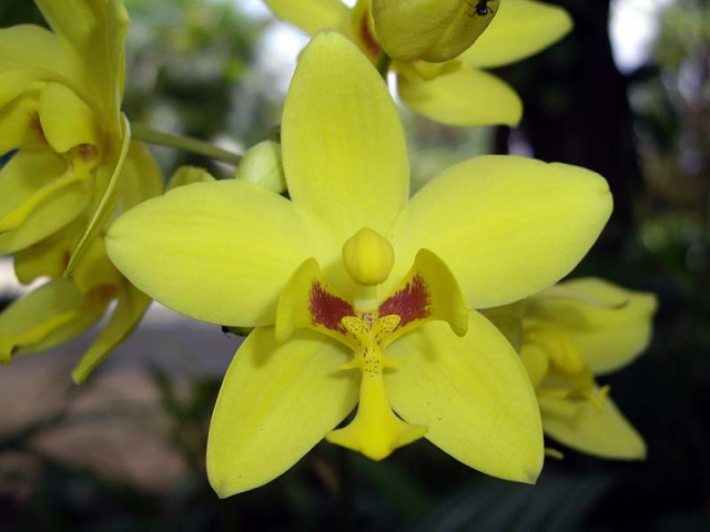 Spathoglottis aff kimballiana 4.jpg