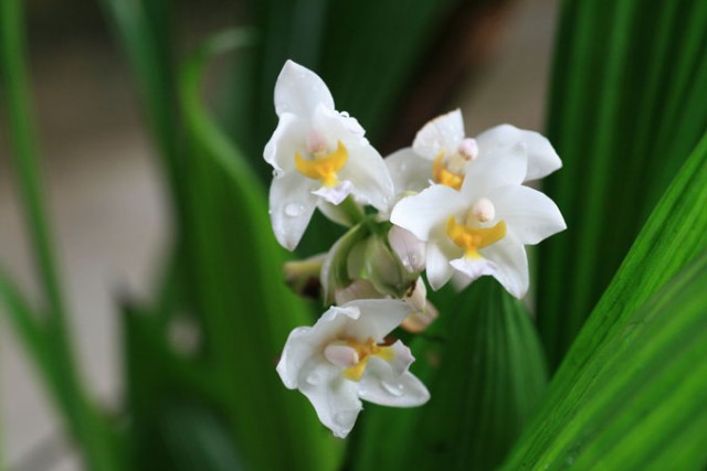 Spathoglottis sp.jpg