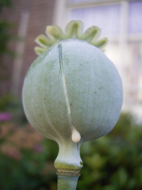 Capsule of Papaver somniferum showing latex (opium) exuding from incision.jpg