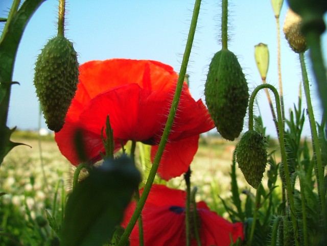 Common Poppy (Papaver rhoeas).jpg