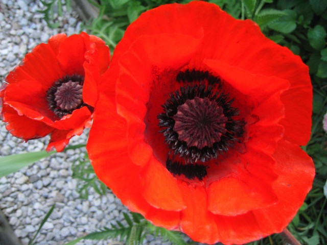 opium poppy3.jpg