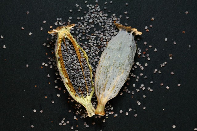 Opium poppy capsule showing poppy seeds.jpg