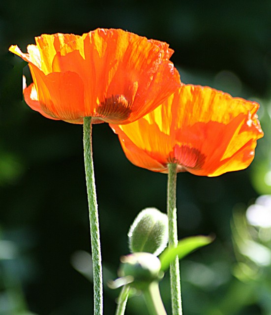 Opium Poppy orange.jpg