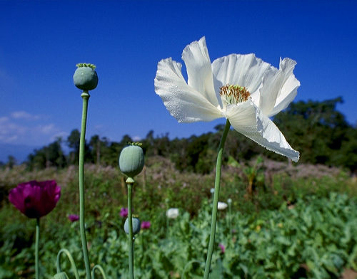 opium poppy white.jpg