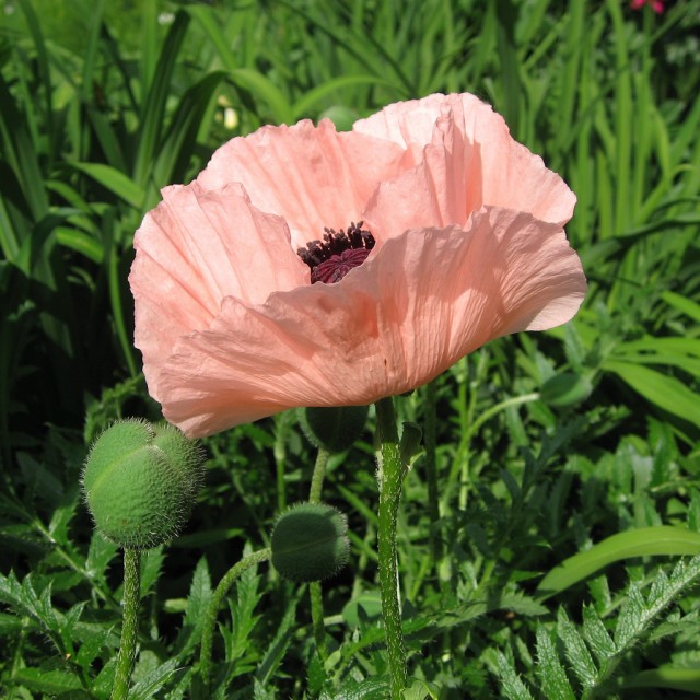 Oriental Poppy.jpg