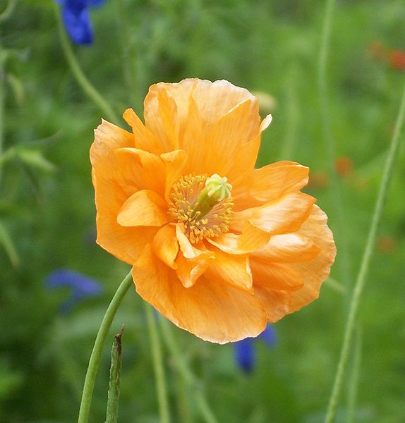 Papaver atlanticum.jpg