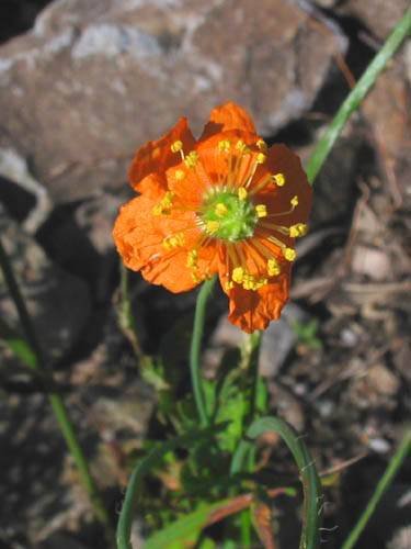 Papaver californicum.jpg