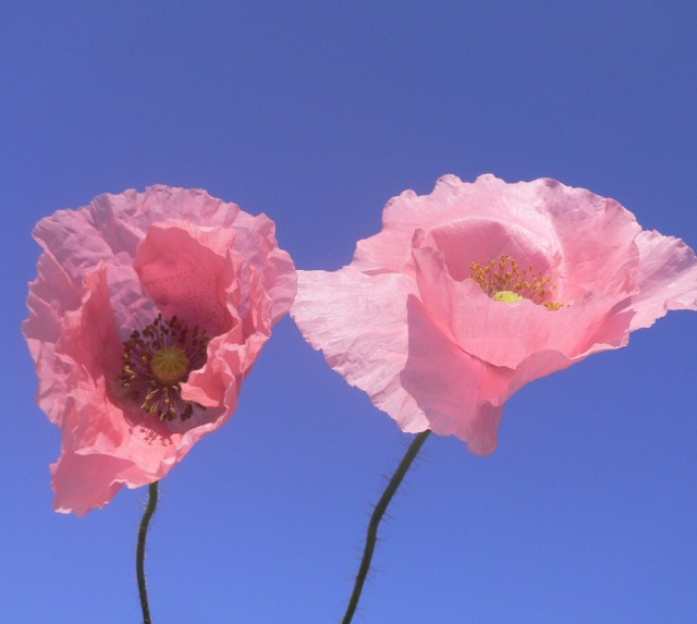 Papaver rhoeas 虞美人.jpg