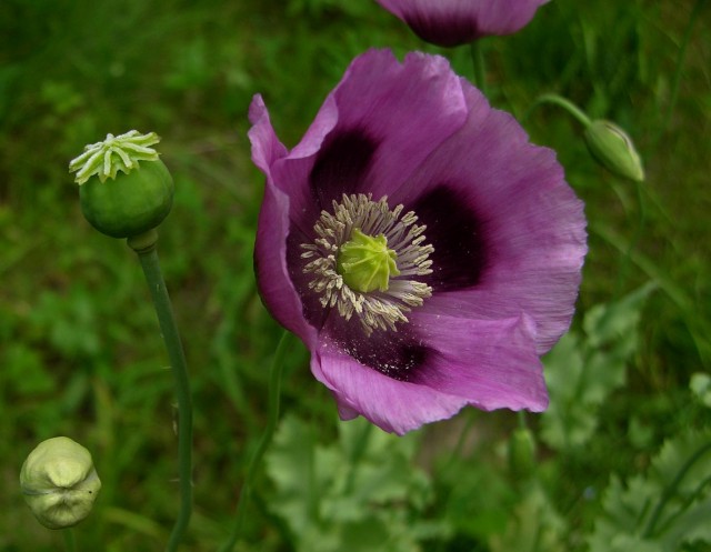 Papaver somniferum.jpg