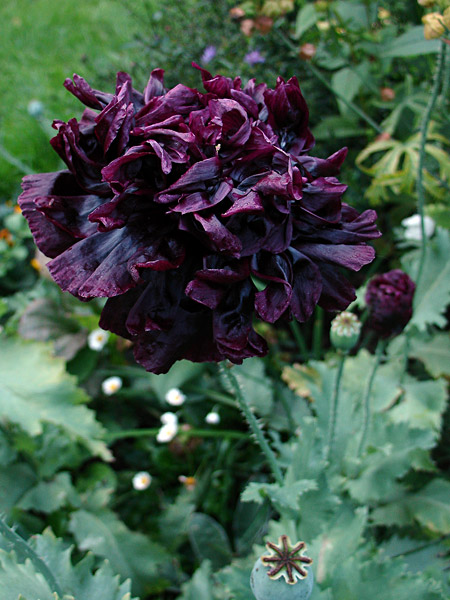 Papaver somniferum var. paeoniflorum 'Black Peony'.jpg