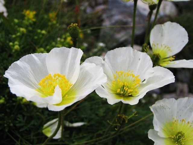 Papaver_alpinum.jpg