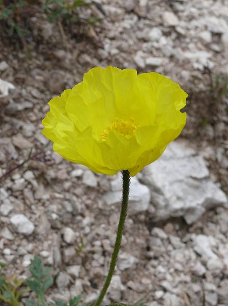 Papaver_rhaeticum.jpg