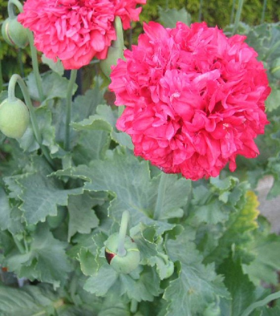 Papaver_somniferum_Belgium.jpg