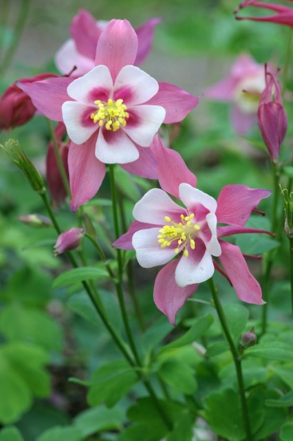 Aquilegia1.jpg