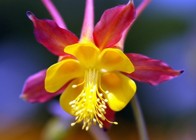 Aquilegia3.jpg