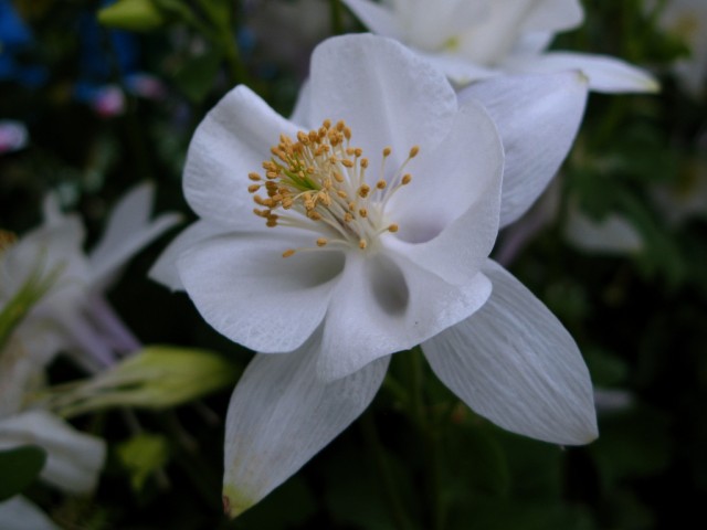 Aquilegia caeruela.jpg