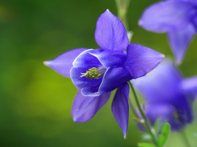 Aquilegia flabellata.jpg