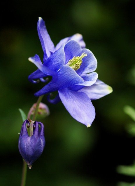 Aquilegia flabellata2.jpg