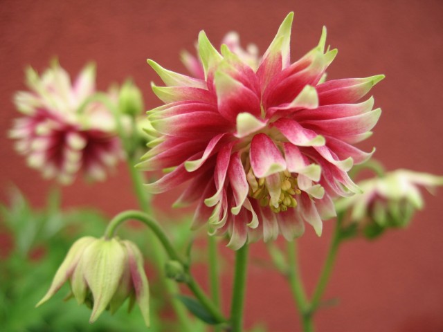 Aquilegia 'Nora Barlow'.jpg