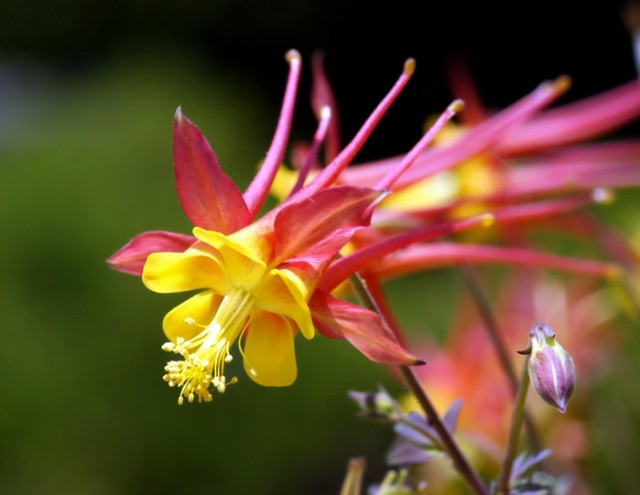 Aquilegia vulgaris.jpg