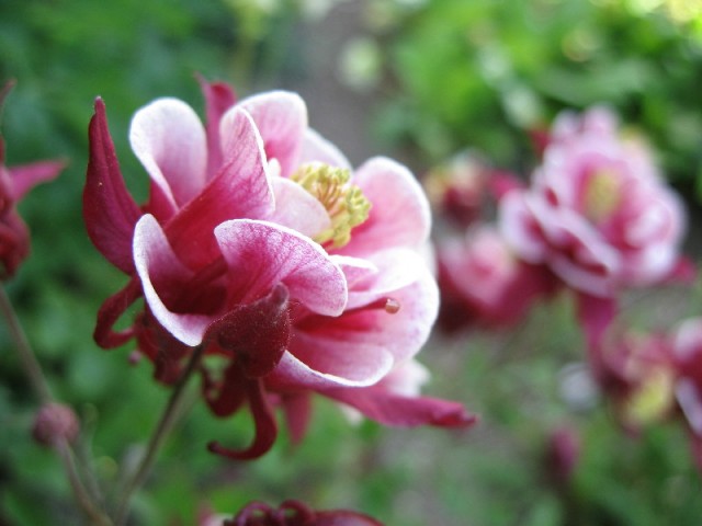 Aquilegia vulgaris L.jpg