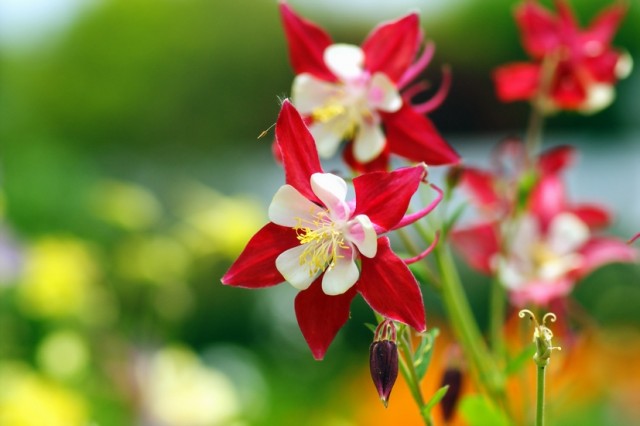 Aquilegia X hybrida.jpg