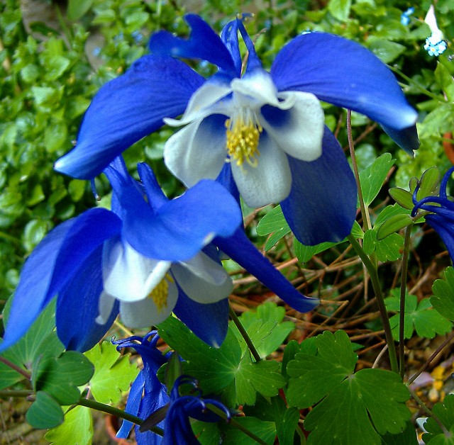 blue aquilegia.jpg