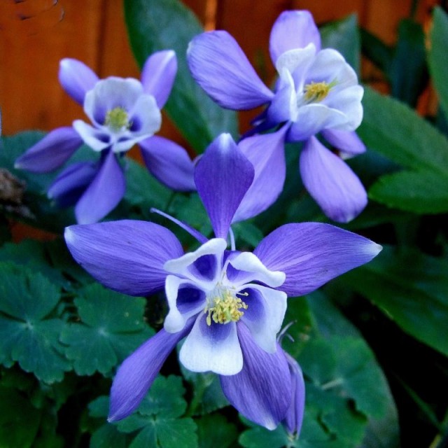 Blue aquilegia 2.jpg