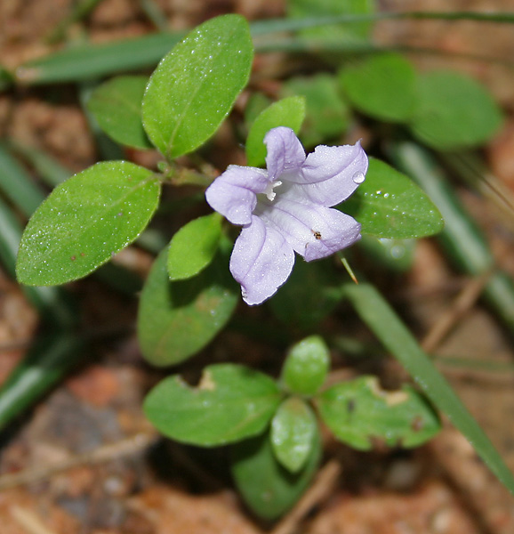 ruellia prostrata.jpg