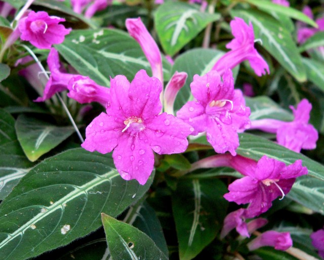 Ruellia_makoyana_1.jpg