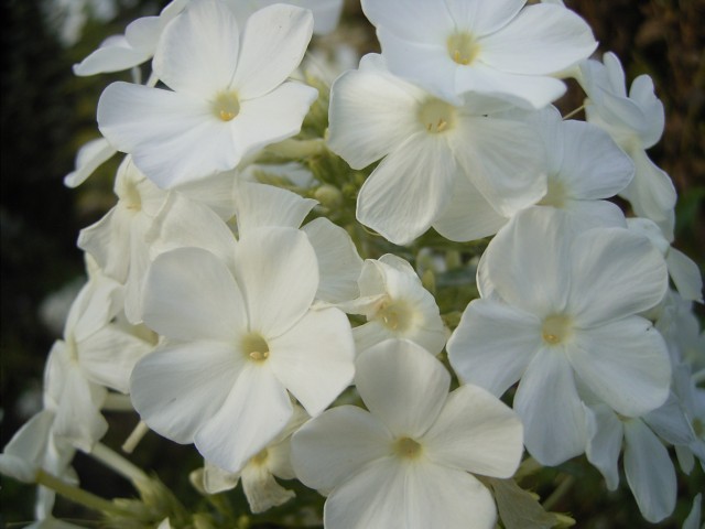 Phlox_Rosa_Spier.jpg