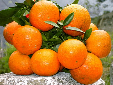 Citrus tankan Hayata桶柑.jpg