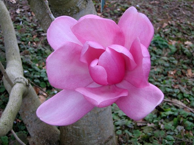 Magnolia acuminata.jpg