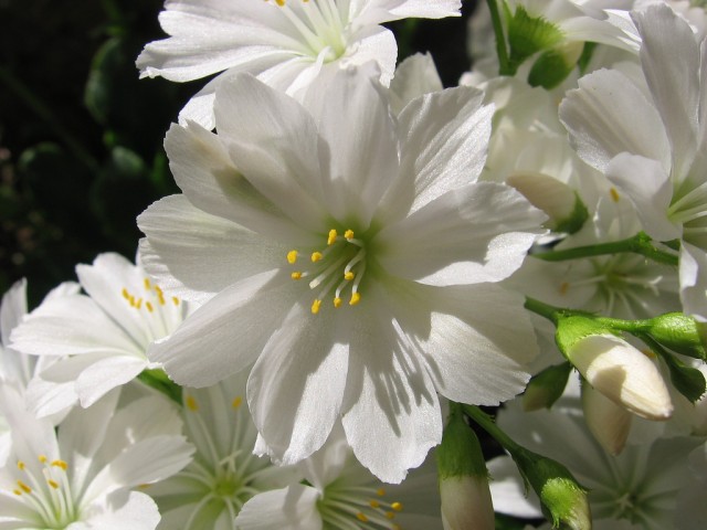 Lewisia cotyledon forma alba.jpg