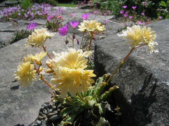 Lewisia cotyledon Yellow Form.jpg