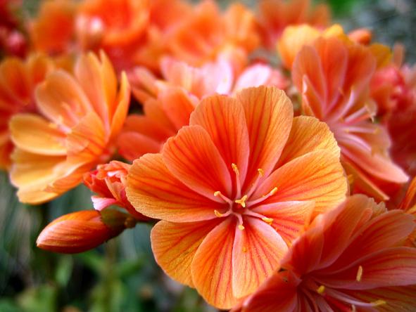 lewisia cotylegon sunset strain.jpg