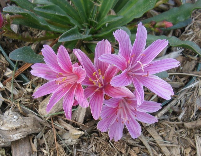 Lewisia longipetala x cotyelon 'Little Plum'..jpg