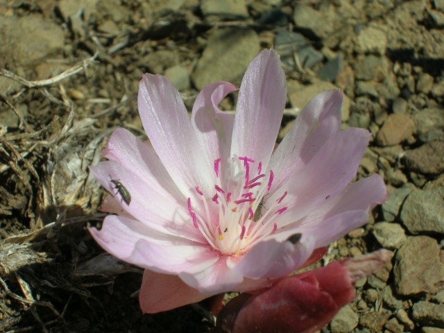 Lewisia rediviva.jpg