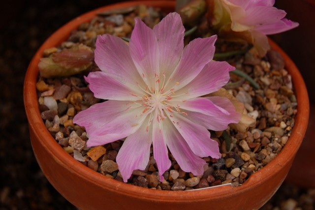 Lewisia rediviva2.jpg