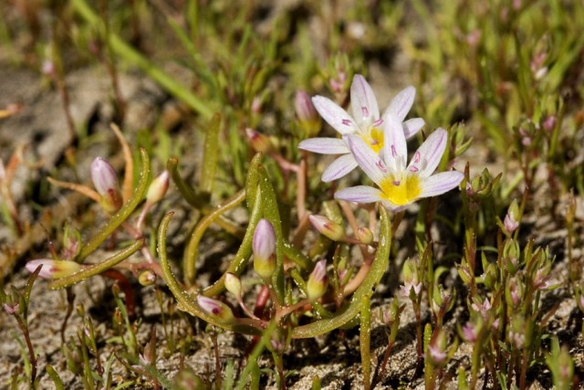 Lewisia triphylla.jpg