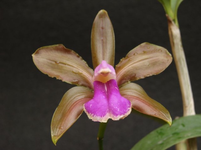 Cattleya bicolor.jpg