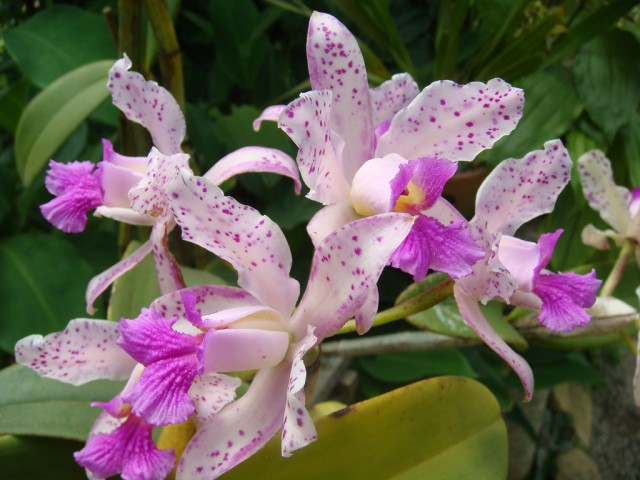 Cattleya amethystoglossa.jpg