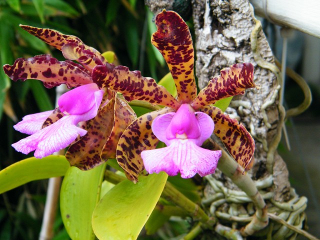 Cattleya aclandiae.jpg