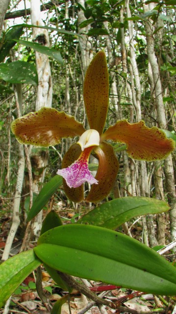 Cattleya granulosa.jpg