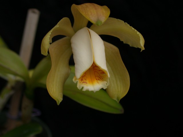 Cattleya forbesii.jpg